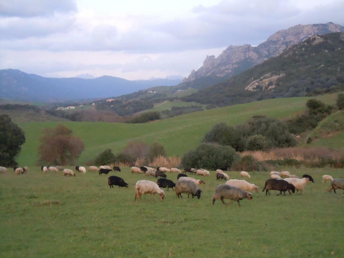 Maison De Campagne Sarragia Exteriér fotografie